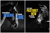 BMB: campaign addresses horse welfare concerns